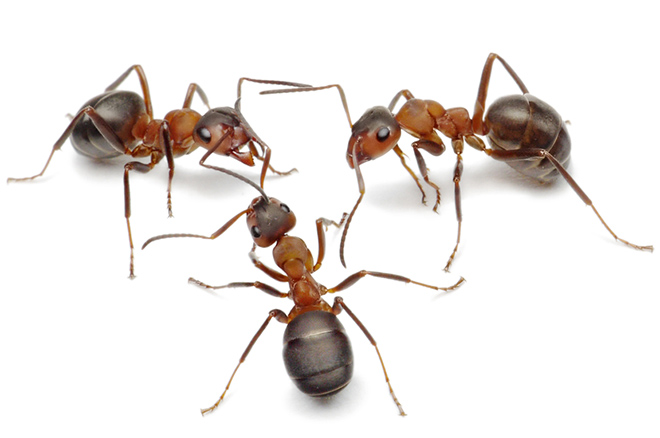 Ant Control Services
