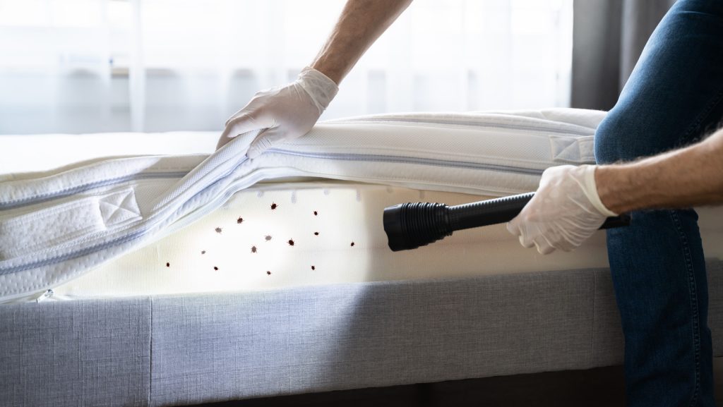 Bed Bug Control Services