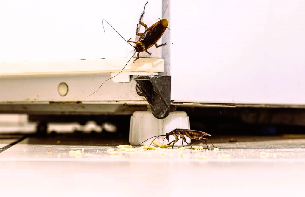 Cockroach Control Services