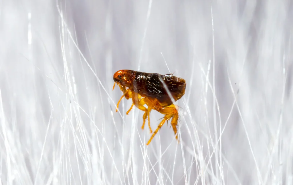 Flea Control Services