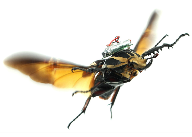 Fly Insects Control