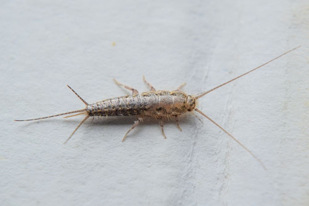 Silverfish Control Services