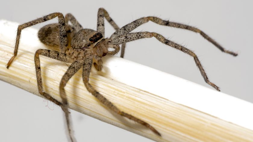 Spider Control