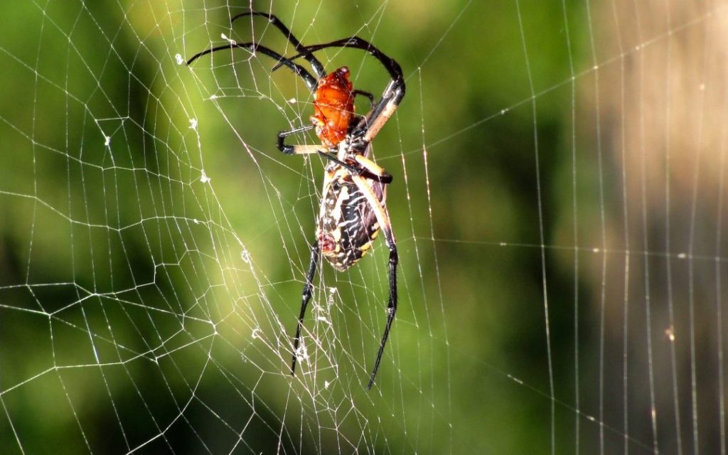 Spider Control