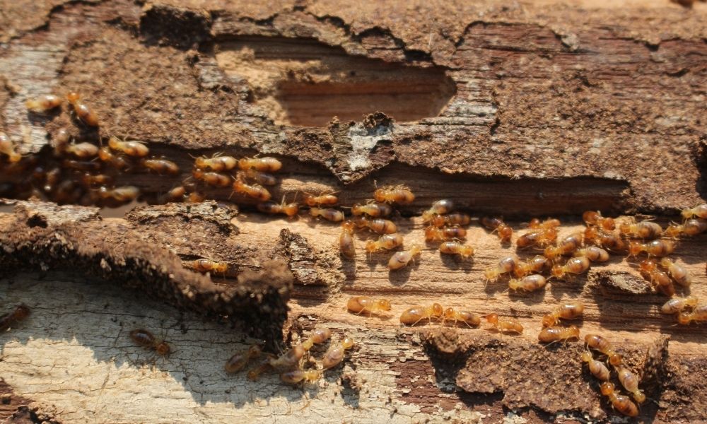 Termite & Wood