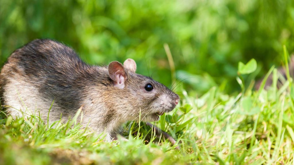rodent Control