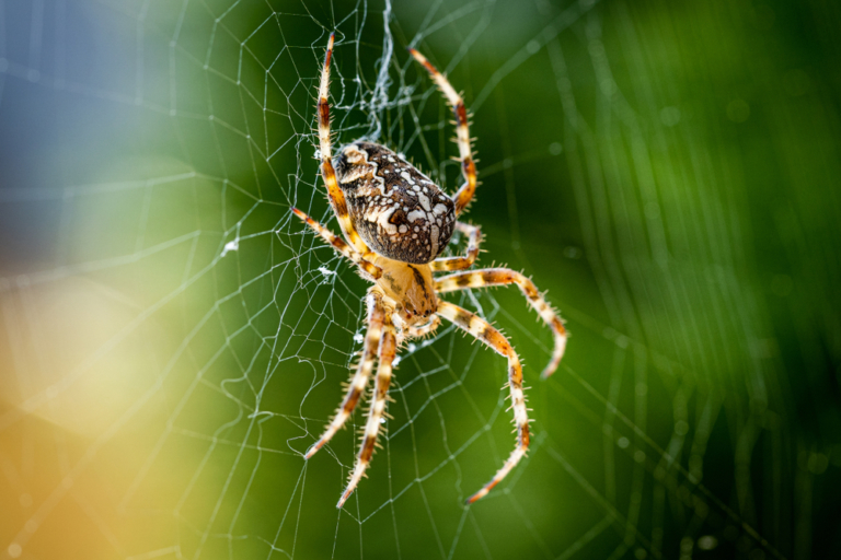 Spider Control